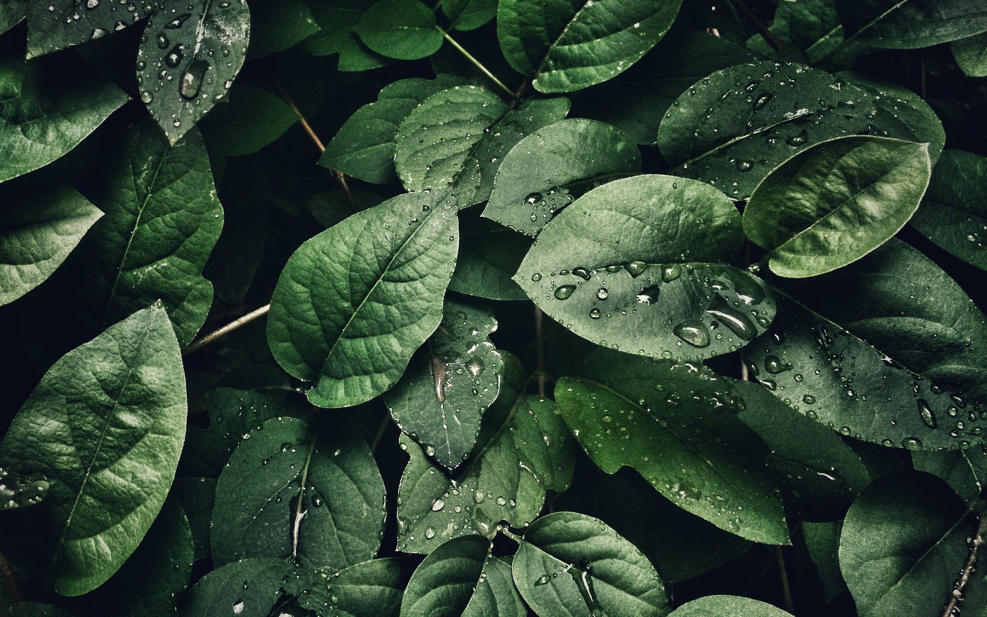 Moringa_Blätter mit Wassertropfen.jpeg - ©pexels-photo-807598