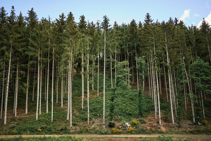 Kartheuser_Immobilien_Ratingen_Velbert_Plant-my-tree_Wald.jpg
				