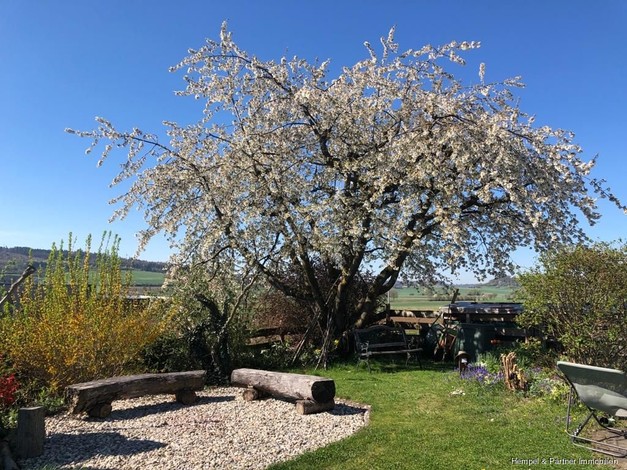 Blühender Kirschbaum im Garten
				