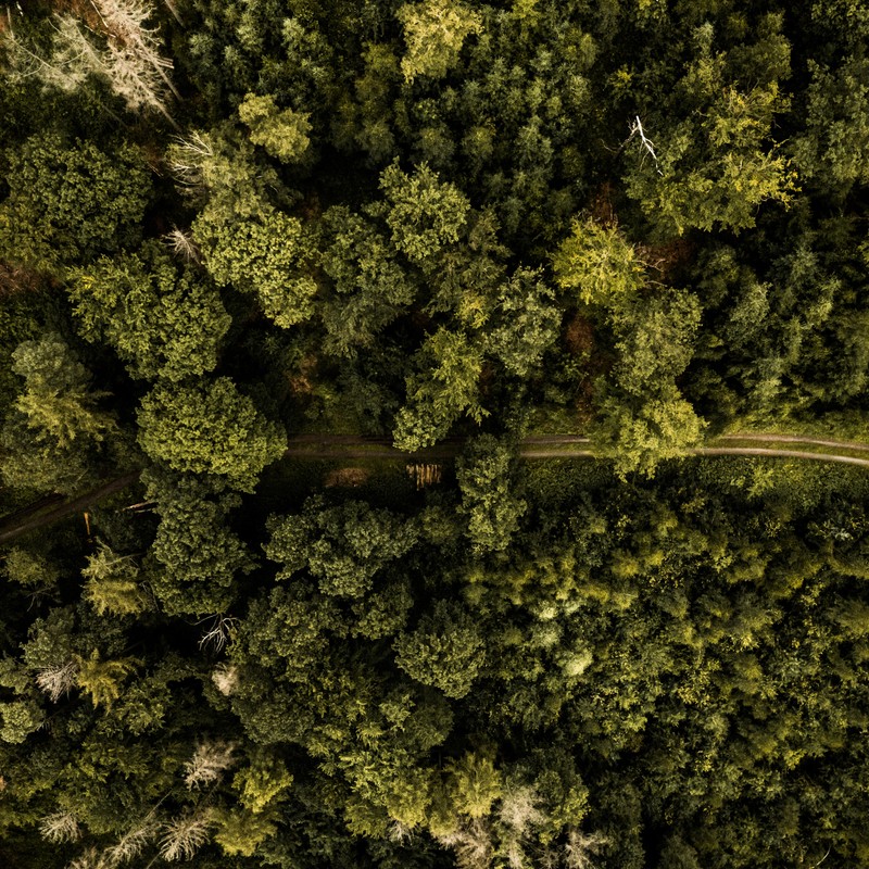 aerial_view_of_green_trees_during_daytime - ©c3k