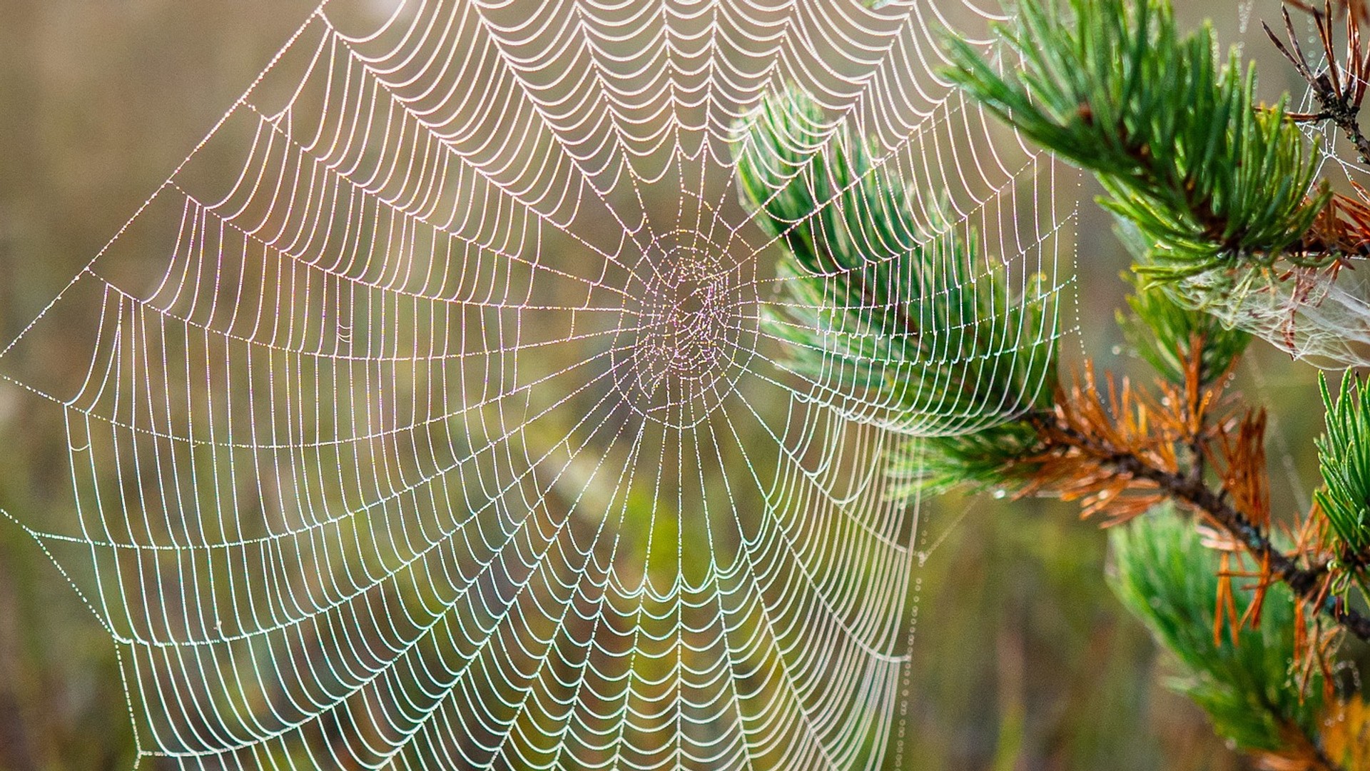 Spinnennetz | Spinnen im Herbst - ©Tjuusitalo | pixabay