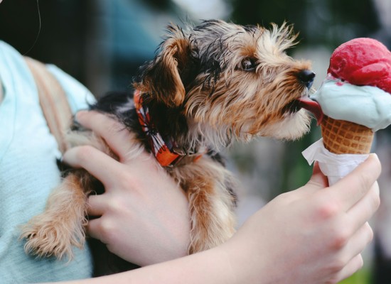 person_holding_brown_and_black_airedale_terrier_puppy_licking_ice_cream_on_cone ©chrishcush