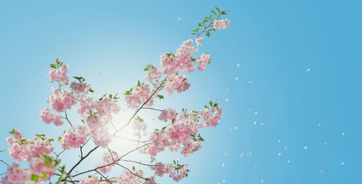 low_angle_of_pink_flowering_tree ©andersjilden